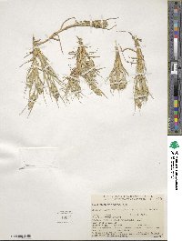 Distichlis spicata image