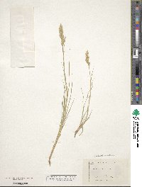 Distichlis spicata image