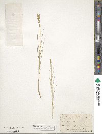 Distichlis spicata image