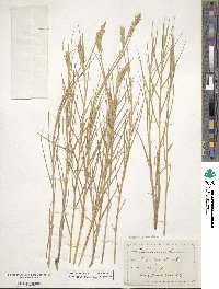 Distichlis spicata image