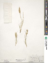 Distichlis spicata image