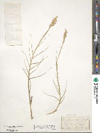 Distichlis spicata image