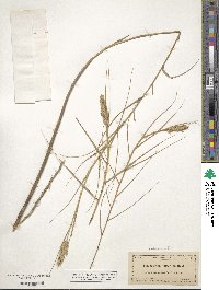 Distichlis spicata image