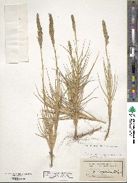 Distichlis spicata image