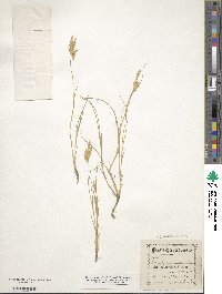 Distichlis spicata image