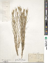 Distichlis spicata image