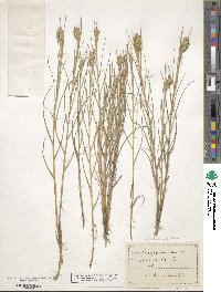 Distichlis spicata image