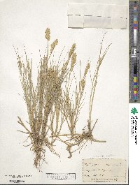 Distichlis spicata image