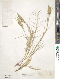 Distichlis spicata image