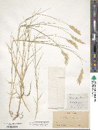 Distichlis spicata image