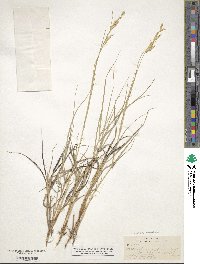 Distichlis spicata image