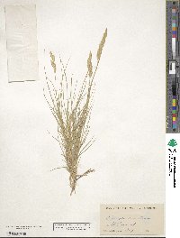 Distichlis spicata image