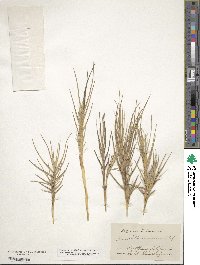 Distichlis spicata image