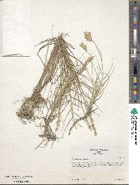 Distichlis spicata image