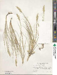 Distichlis spicata image