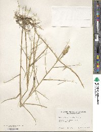 Distichlis spicata image