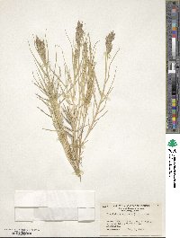 Distichlis spicata image