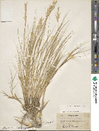 Distichlis spicata image