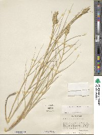 Distichlis spicata image