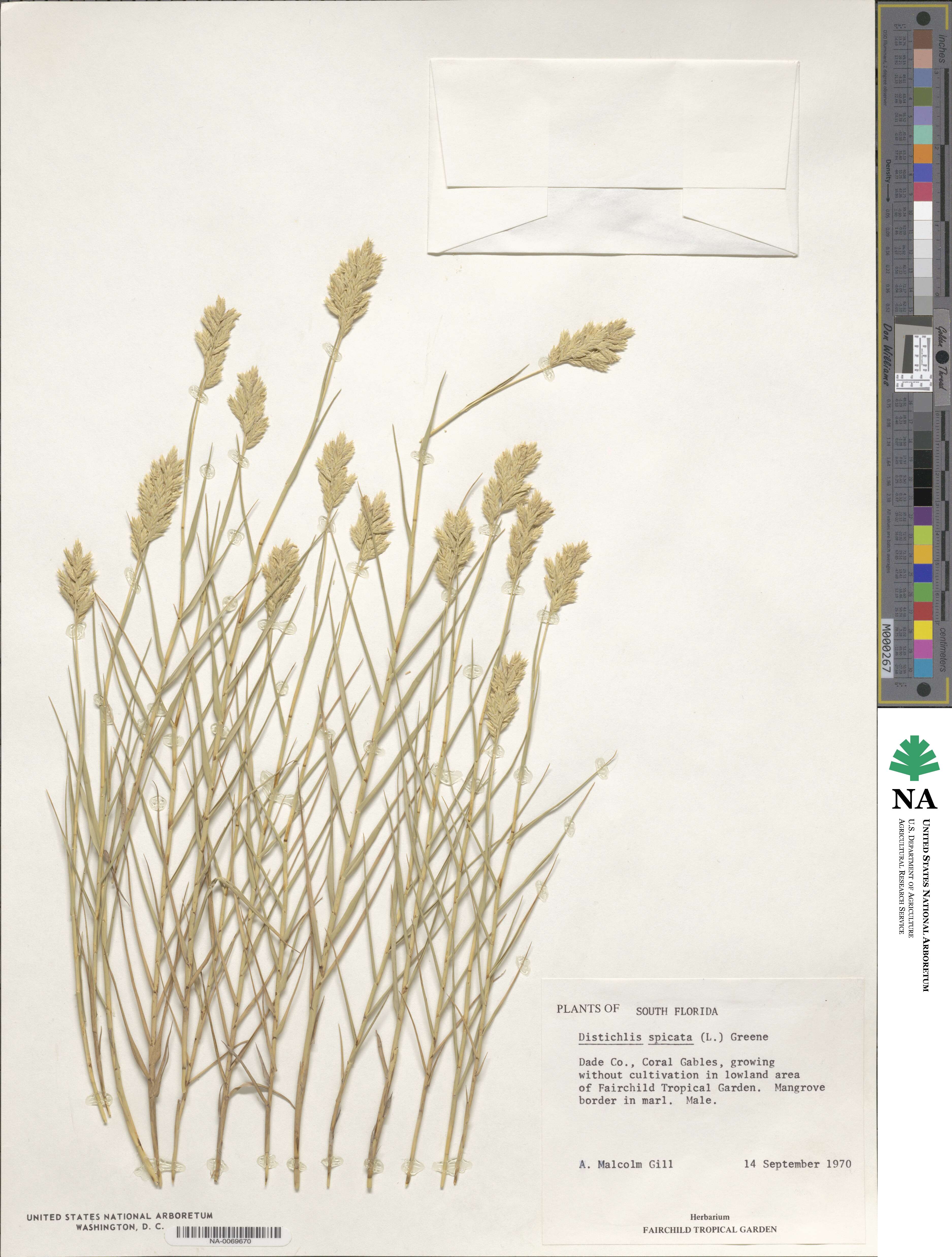 Distichlis spicata image