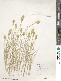 Distichlis spicata image