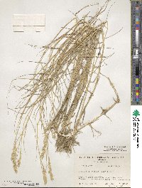 Distichlis spicata image