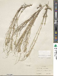 Distichlis spicata image