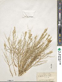 Distichlis spicata image