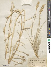 Distichlis spicata image