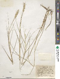 Distichlis spicata image