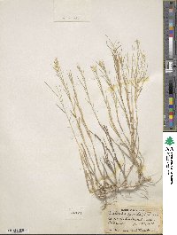 Distichlis spicata image