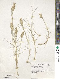 Distichlis spicata image