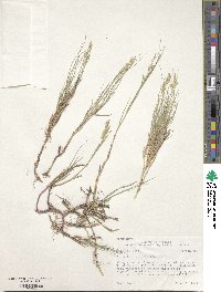 Distichlis spicata image