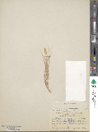 Distichlis spicata image