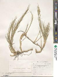 Distichlis spicata image