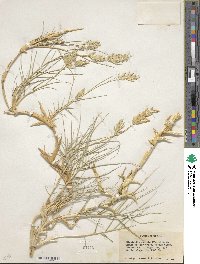 Distichlis spicata image