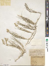 Distichlis spicata image