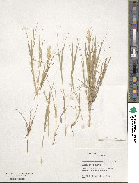 Distichlis spicata image