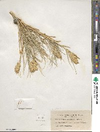 Distichlis spicata image