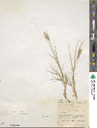 Distichlis spicata image