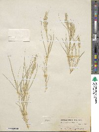 Distichlis spicata image