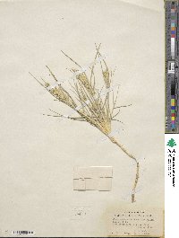 Distichlis spicata image