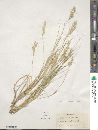 Distichlis spicata image