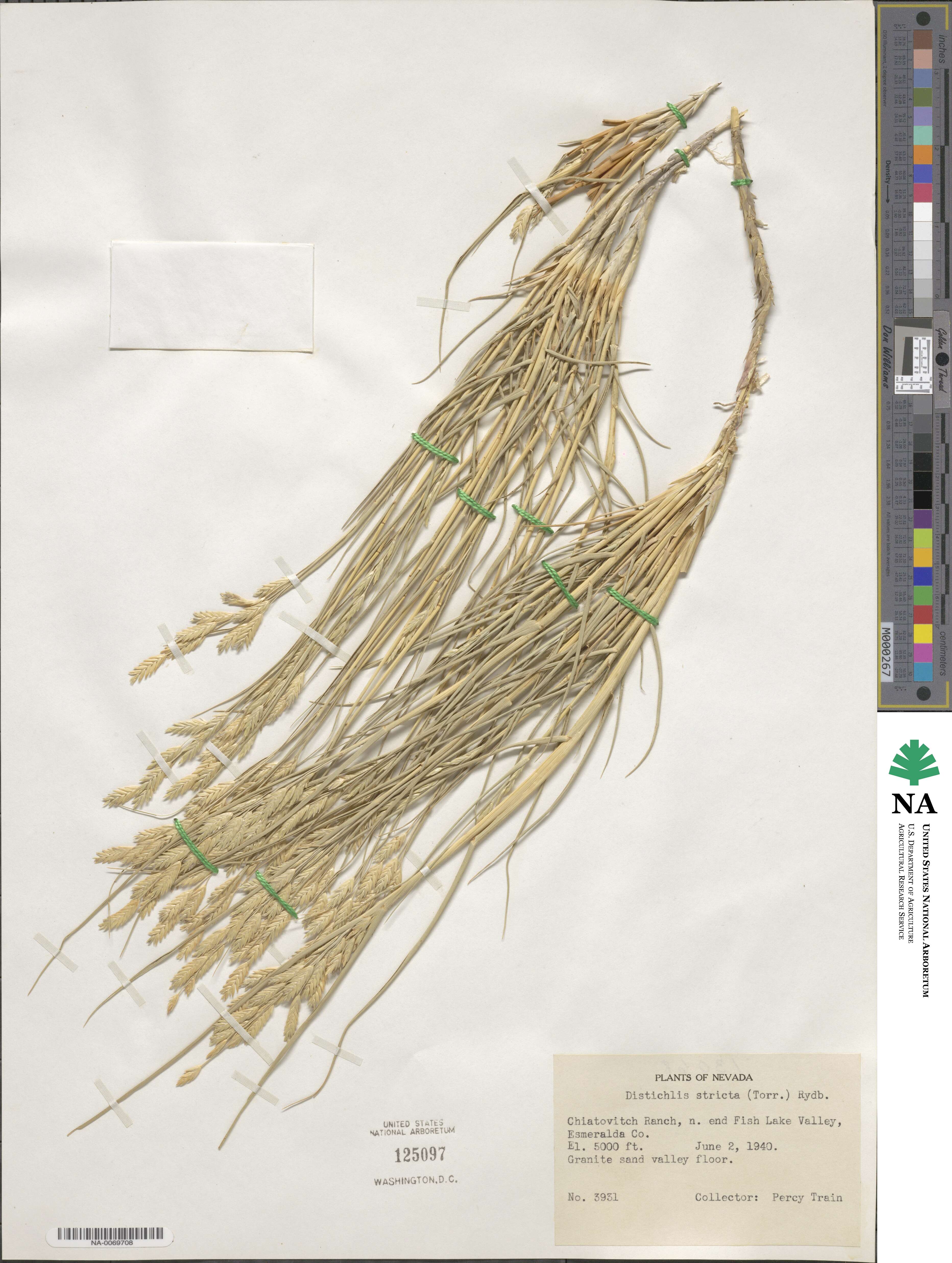 Distichlis spicata image