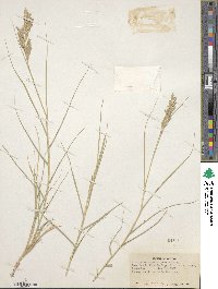 Distichlis spicata image