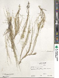 Distichlis spicata image