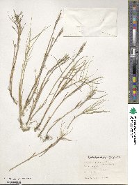 Distichlis spicata image