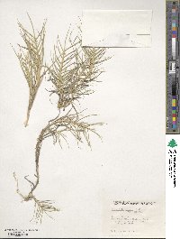 Distichlis spicata image