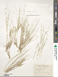 Distichlis spicata image