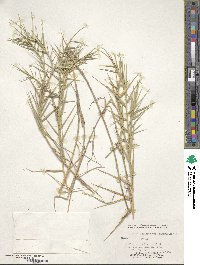 Distichlis spicata image